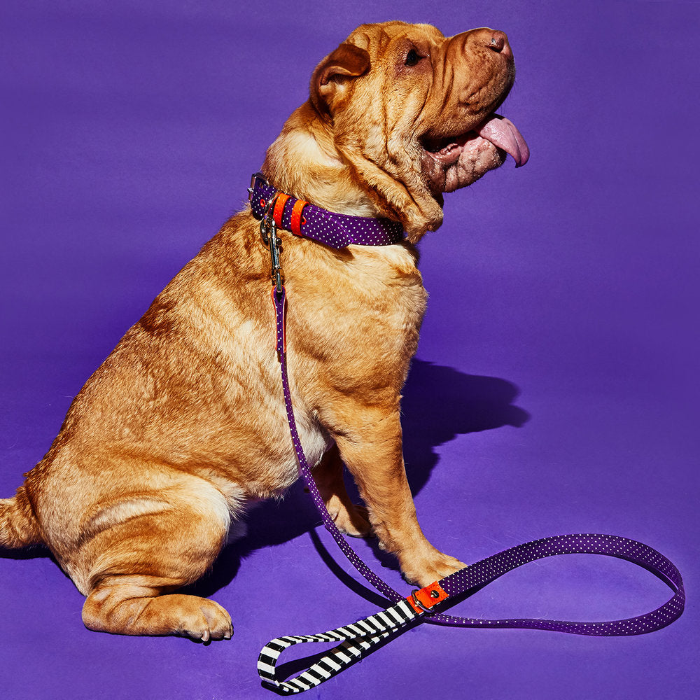 WARE of the DOG | Polka Dot Canvas Collar Collar WARE OF THE DOG   