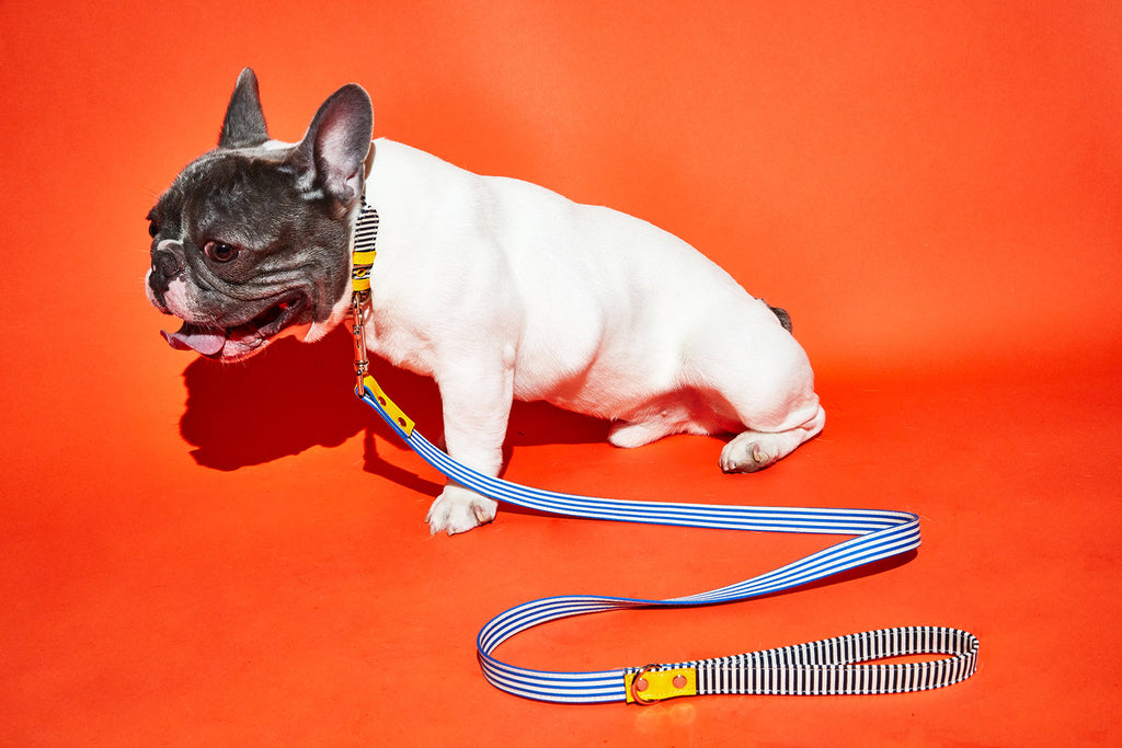 Striped Canvas Collar WALK WARE OF THE DOG   