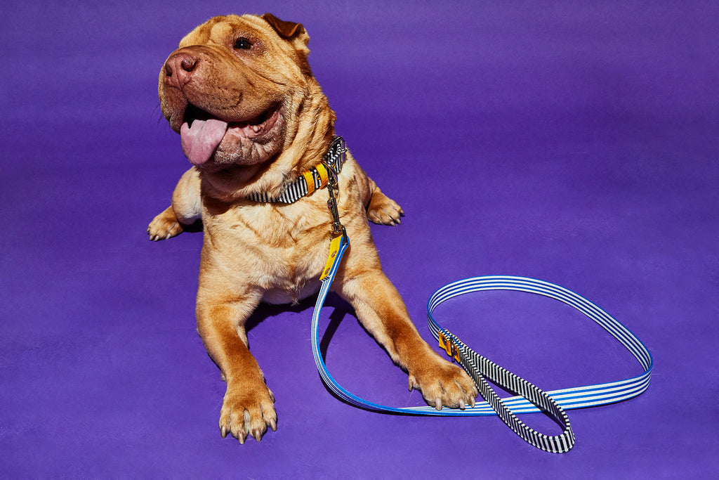 Striped Canvas Collar WALK WARE OF THE DOG   