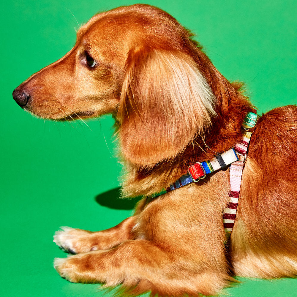 Webbing Nylon Dog Harness in Lavender Stripe<br>(FINAL SALE) Walk WARE OF THE DOG   