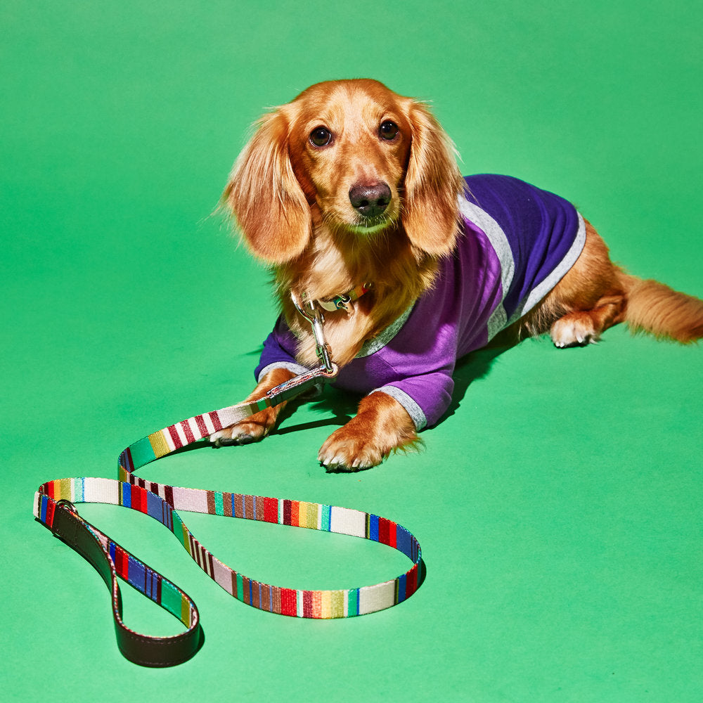 Striped Webbing Leash lead WARE OF THE DOG   