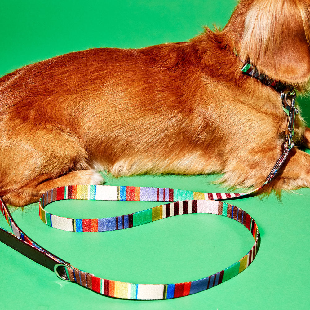 Striped Webbing Leash lead WARE OF THE DOG   