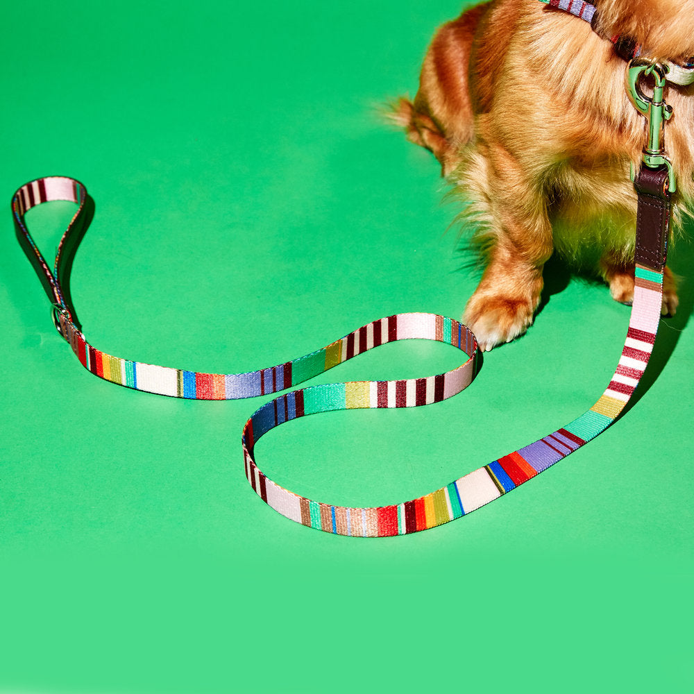 Striped Webbing Leash lead WARE OF THE DOG   