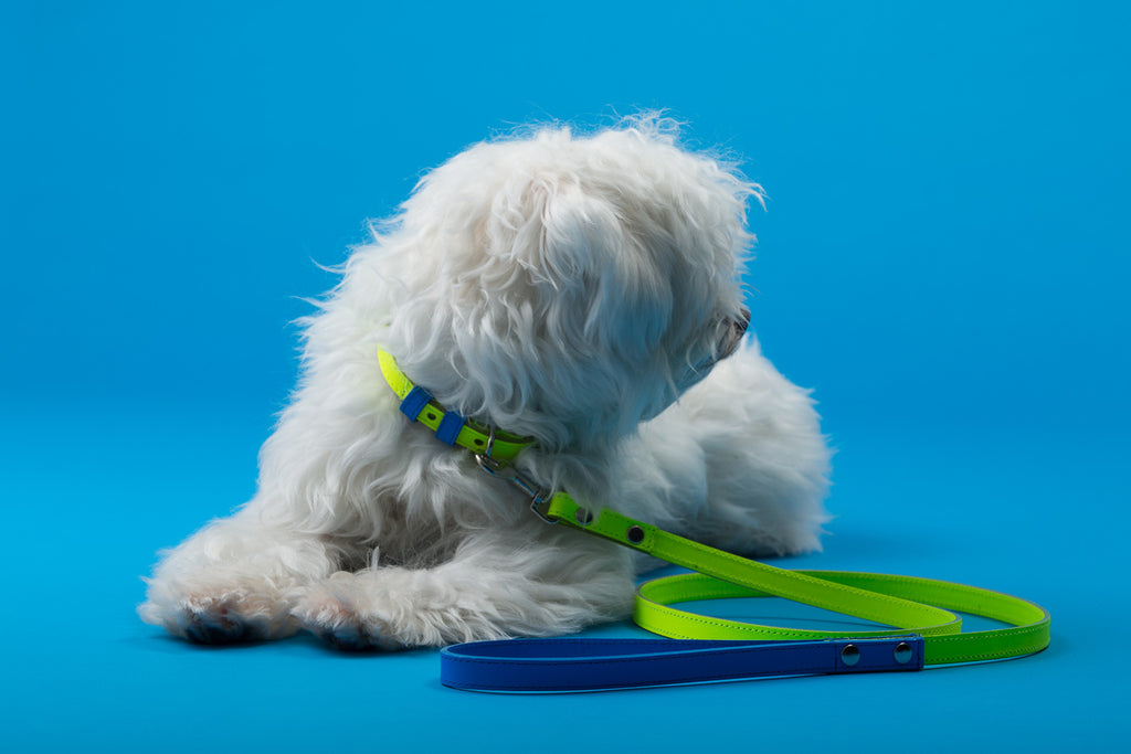 WARE of the DOG | Two Tone Leather Leash in Yellow / Blue lead WARE OF THE DOG   