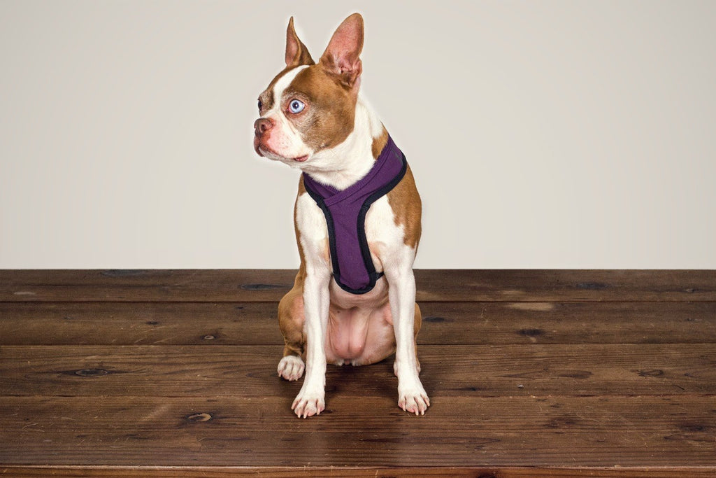 WILDEBEEST | Laguna Harness in Plum Harness WILDEBEEST   