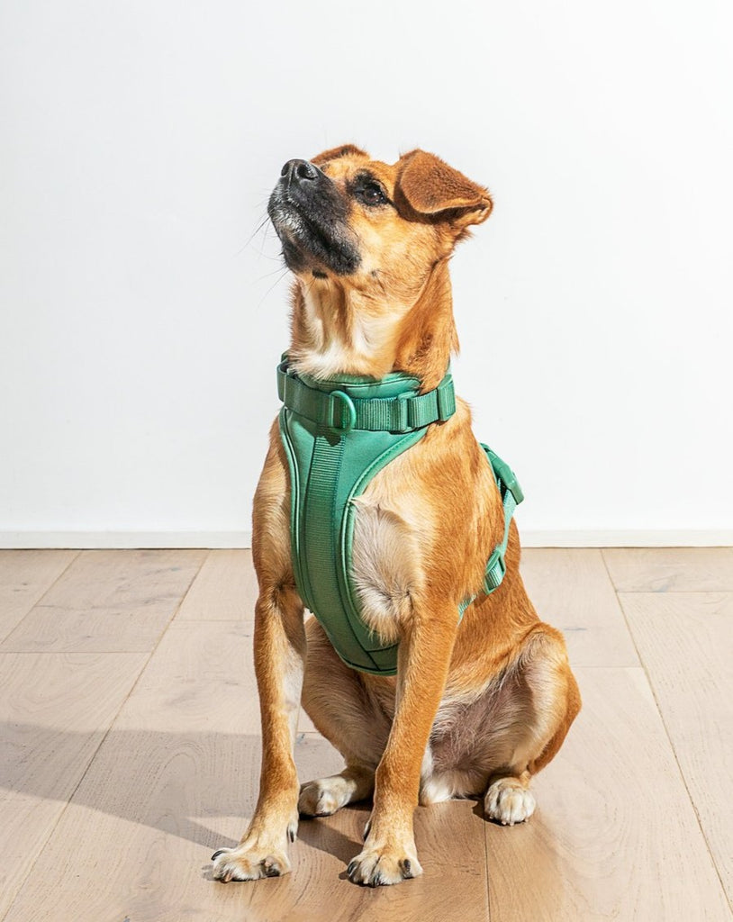 Cushioned Dog Harness in Spruce WALK WILD ONE   