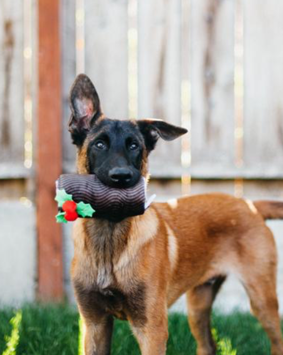 Yule Log Crinkle Dog Toy Play P.L.A.Y.   