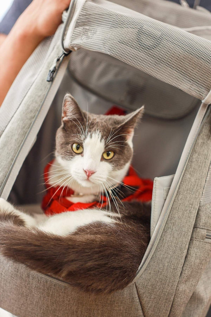 The Navigator Convertible Cat & Small Dog Backpack Carry YOUR CAT BACKPACK   