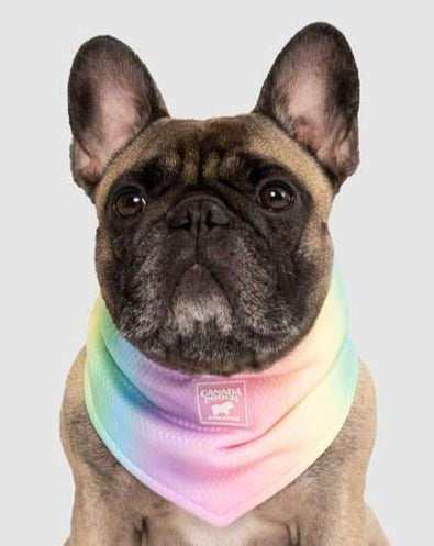 Chill Seeker Cooling Dog Bandana in Rainbow << CLEARANCE >> Wear CANADA POOCH   