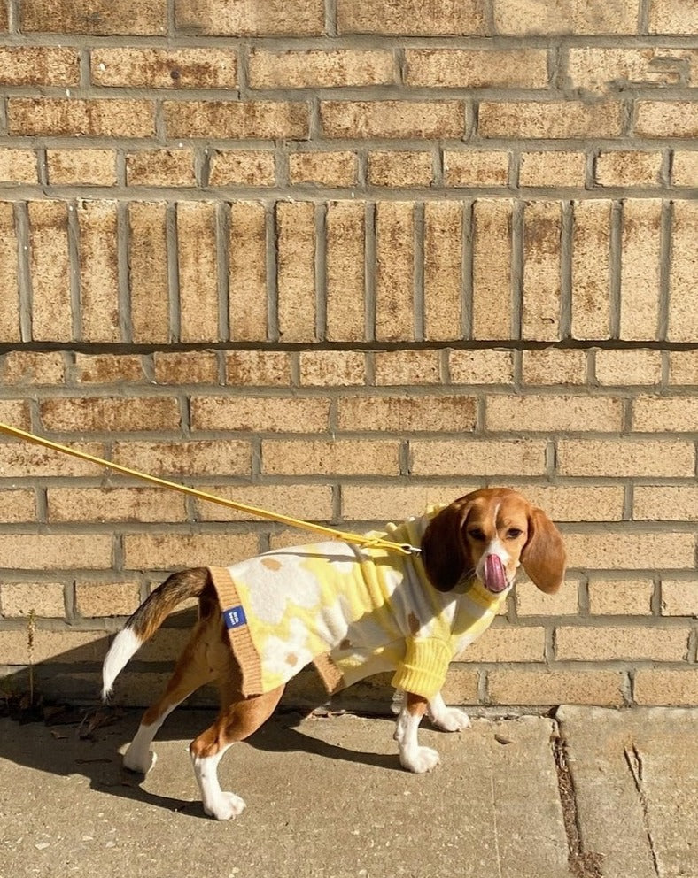 Sunny Side Dog Sweater (FINAL SALE) Wear LITTLE BEAST   