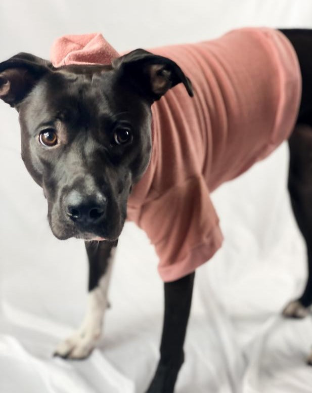 The Basics Dog Hoodie in Copper Terra << CLEARANCE >> Wear MIA & CO.   