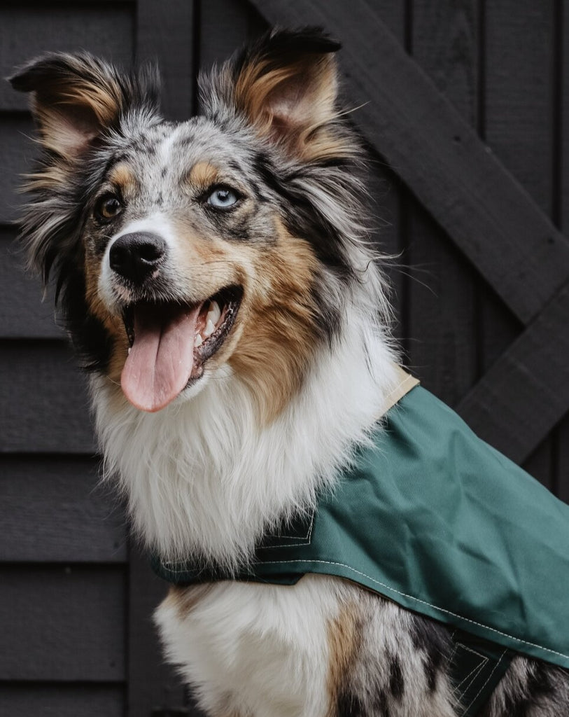 Carson Reversible Dog Raincoat in Green & Tan (Made in the USA) << FINAL SALE >> Wear BILLY WOLF   