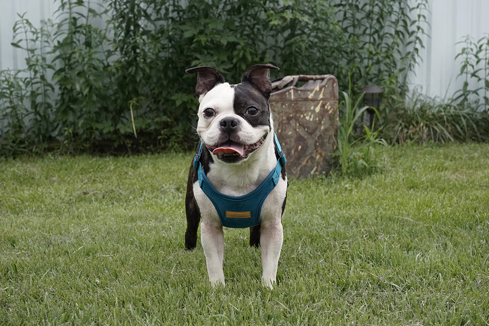 Comfort Dog Harness in Teal WALK CHARLIE'S BACKYARD   