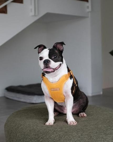 Comfort Dog Harness in Yellow WALK CHARLIE'S BACKYARD   