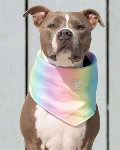 Chill Seeker Cooling Dog Bandana in Rainbow << CLEARANCE >> Wear CANADA POOCH   