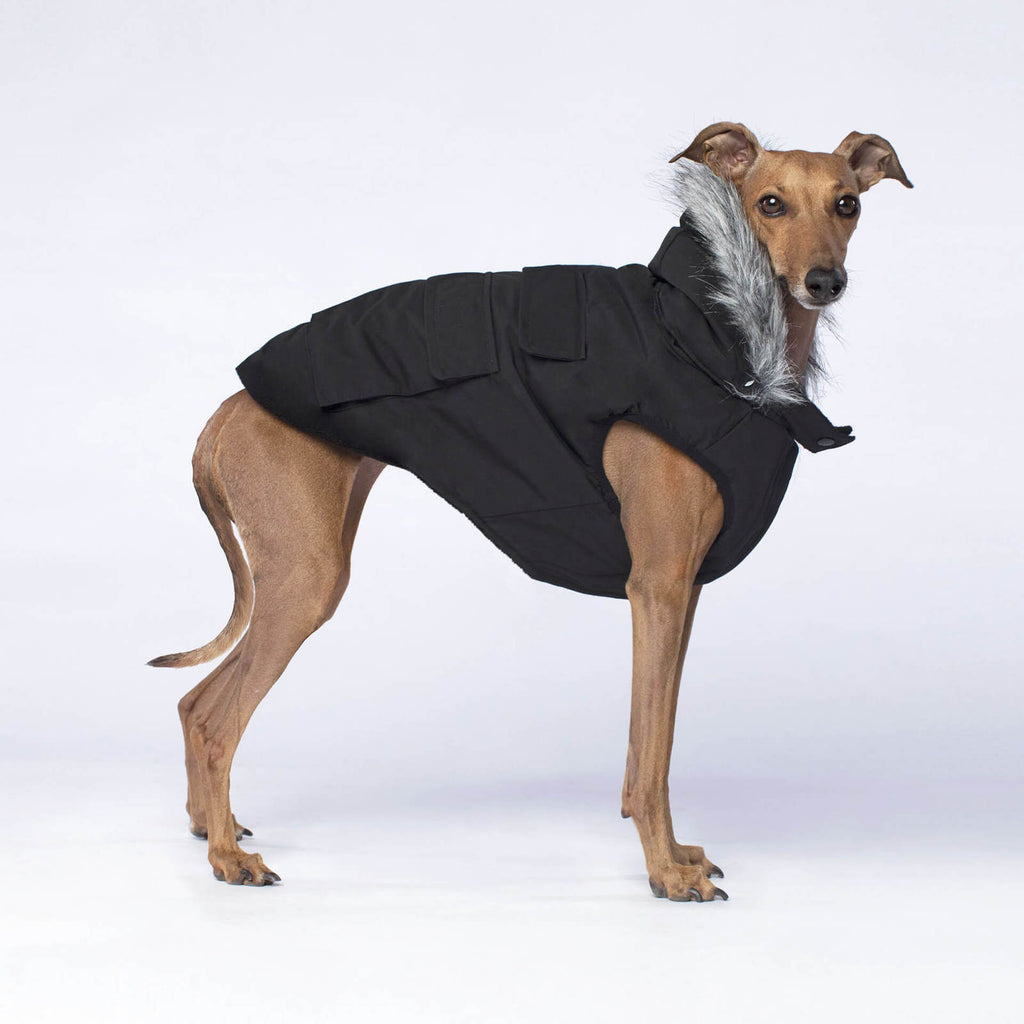 CANADA POOCH | Everest Explorer Vest in Black Coats & Jackets CANADA POOCH   