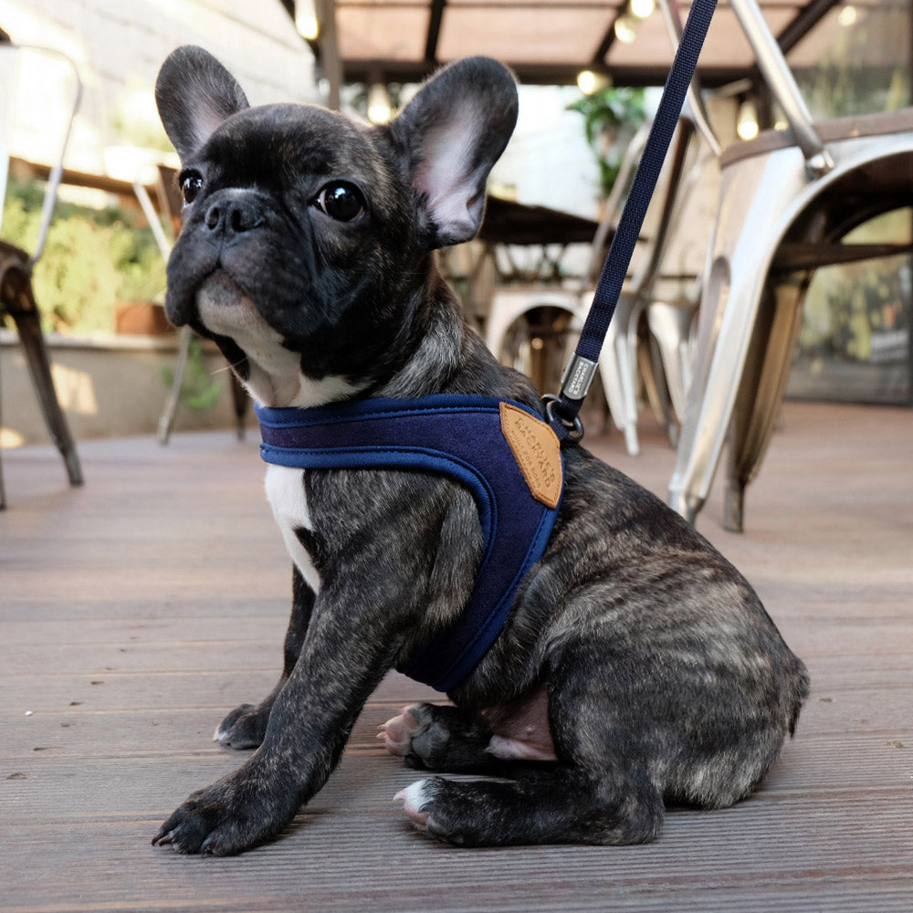 Adjustable Easy Dog Harness in Navy WALK CHARLIE'S BACKYARD   