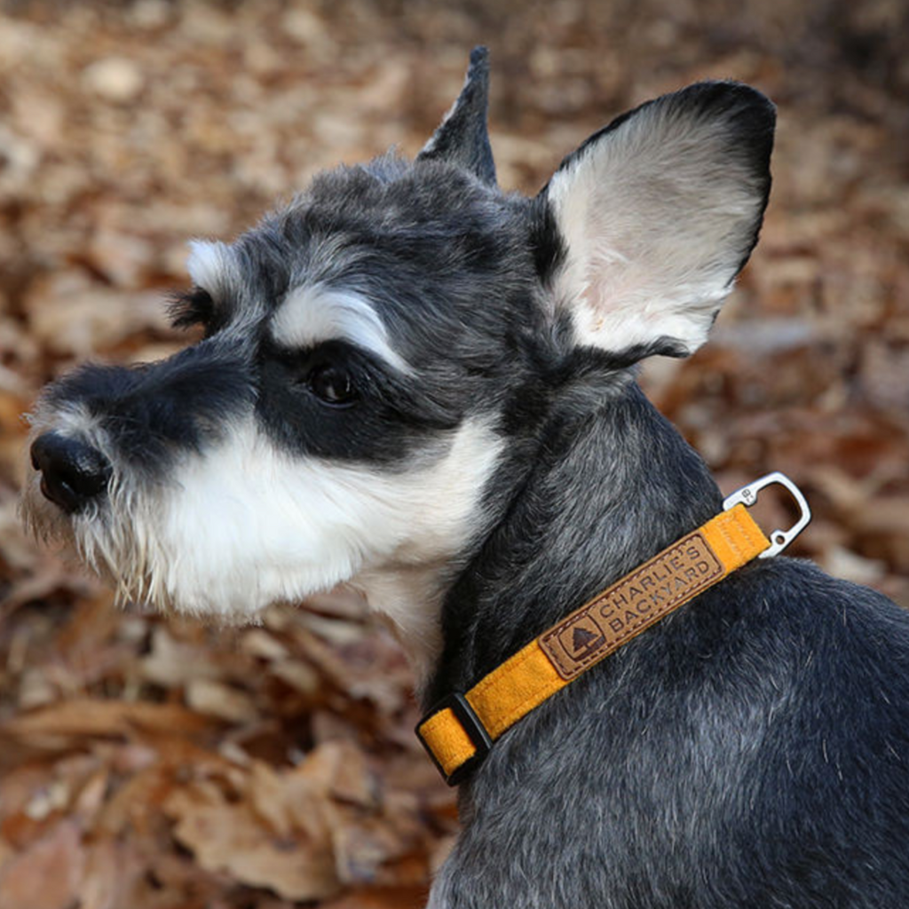 Easy Dog Collar in Yellow WALK CHARLIE'S BACKYARD   