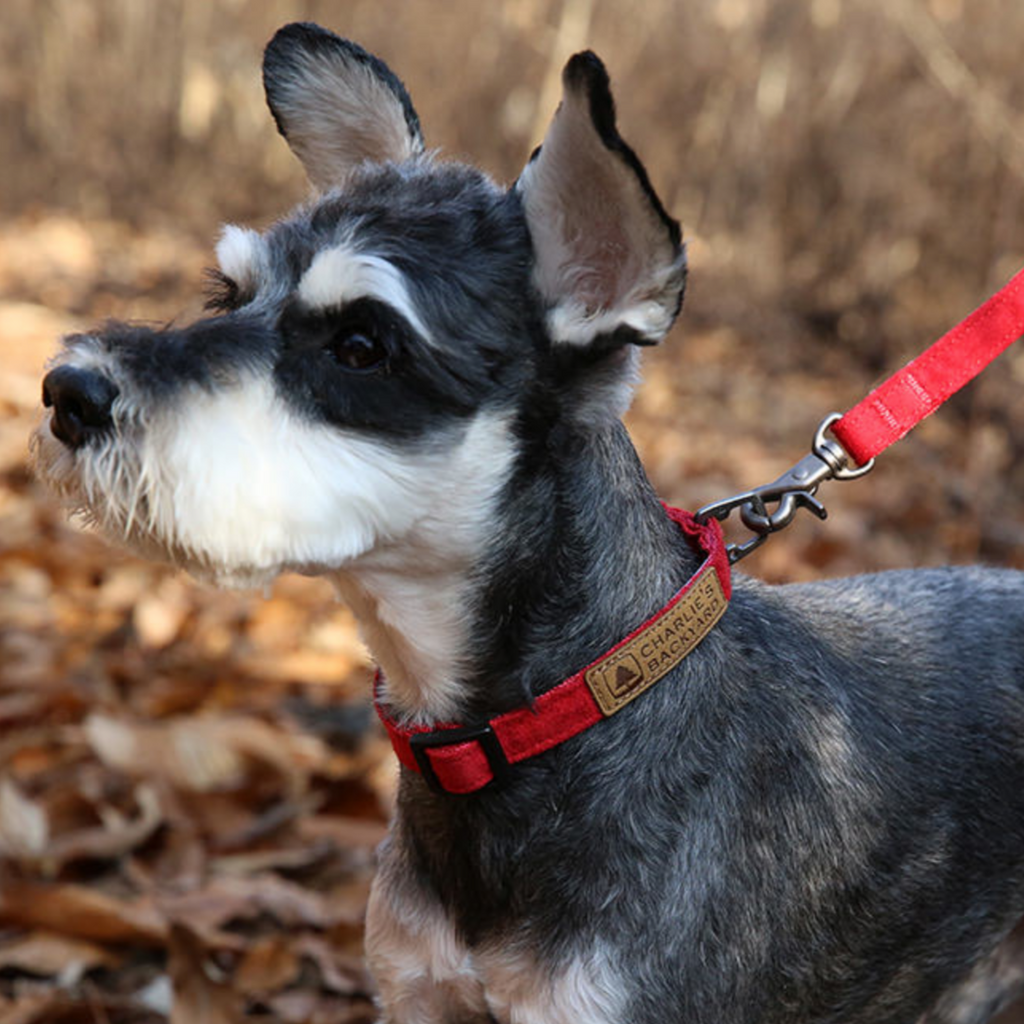 Easy Dog Collar in Red WALK CHARLIE'S BACKYARD   