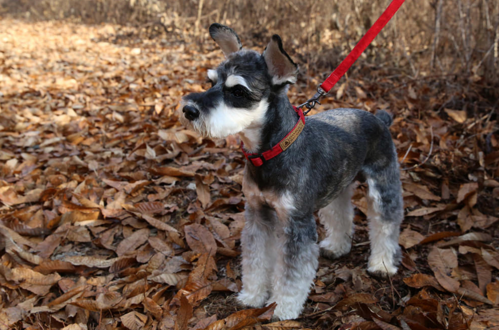 Easy Dog Collar in Red WALK CHARLIE'S BACKYARD   