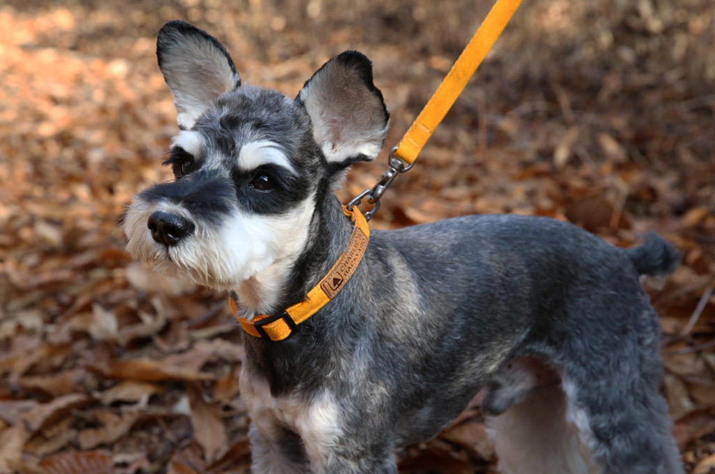 Easy Dog Collar in Yellow WALK CHARLIE'S BACKYARD   