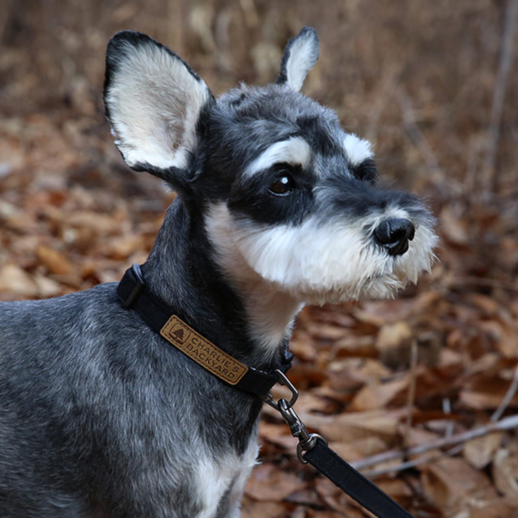 Easy Dog Collar in Black WALK CHARLIE'S BACKYARD   