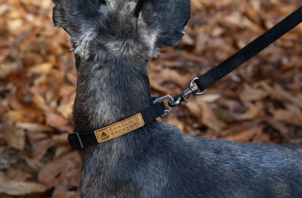 Easy Dog Collar in Black WALK CHARLIE'S BACKYARD   