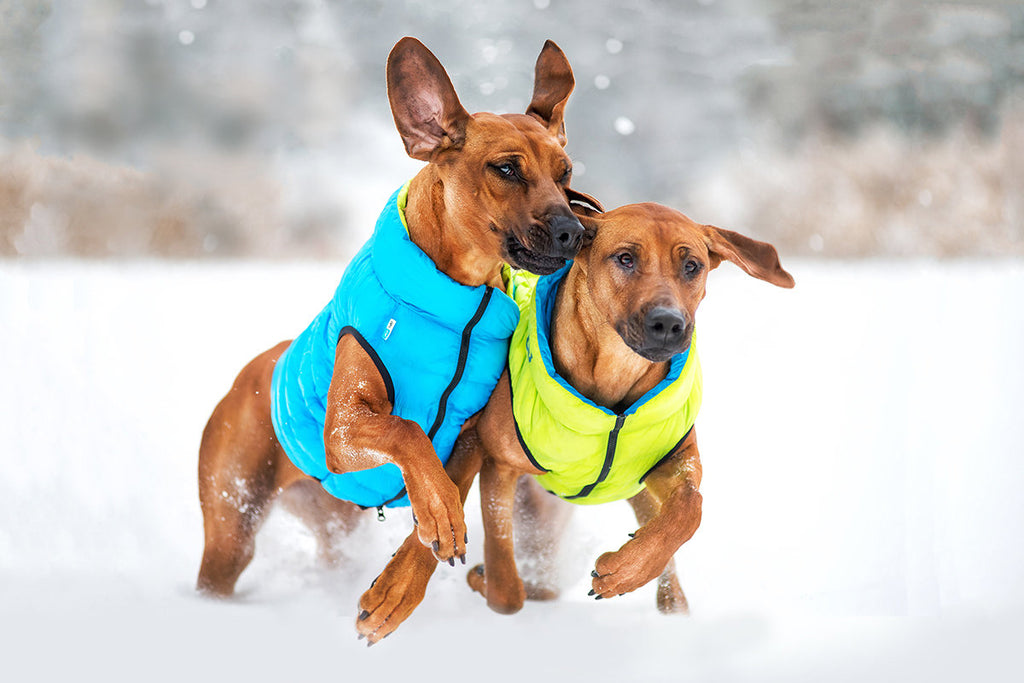 COLLAR BRAND | Reversible AiryVest in Light Green and Blue (with Harness Hole) Coats & Jackets COLLAR BRAND   