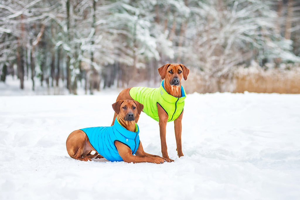 COLLAR BRAND | Reversible AiryVest in Light Green and Blue (with Harness Hole) Coats & Jackets COLLAR BRAND   