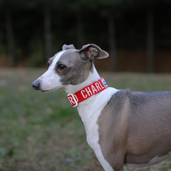 Trip Dog Collar in Red (FINAL SALE) WALK CHARLIE'S BACKYARD   