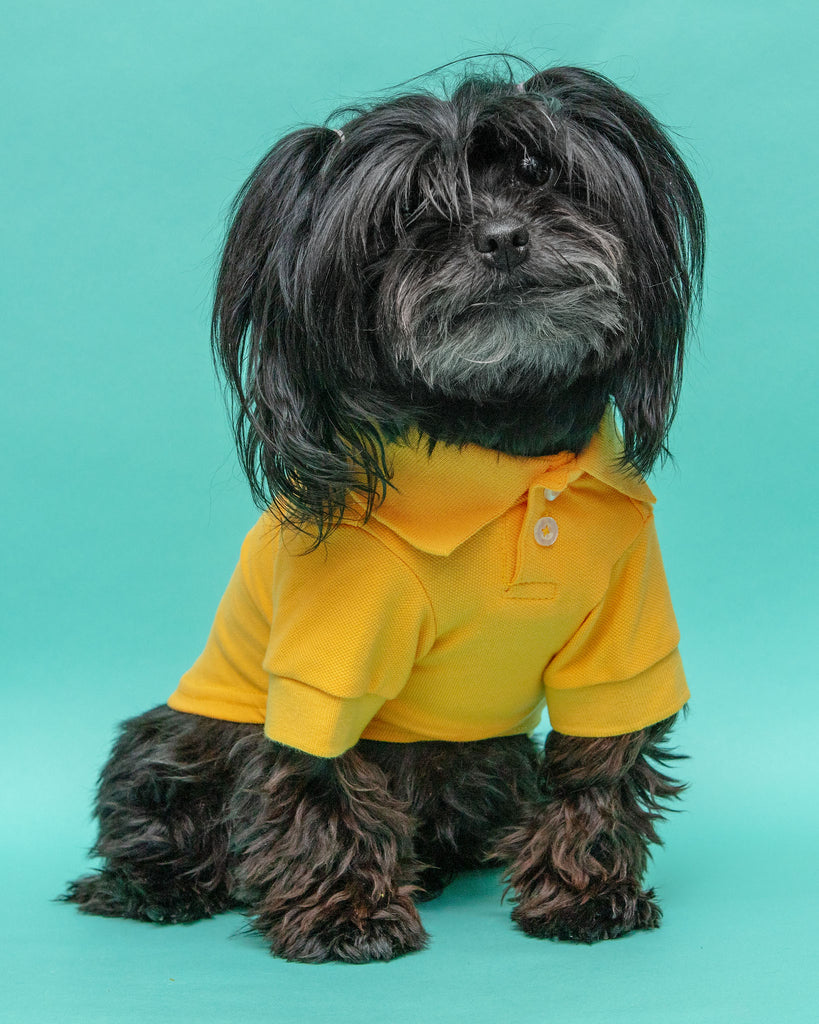 Ray of Sunshine Doggie Polo Shirt << FINAL SALE >> Wear PARISIAN PETS   