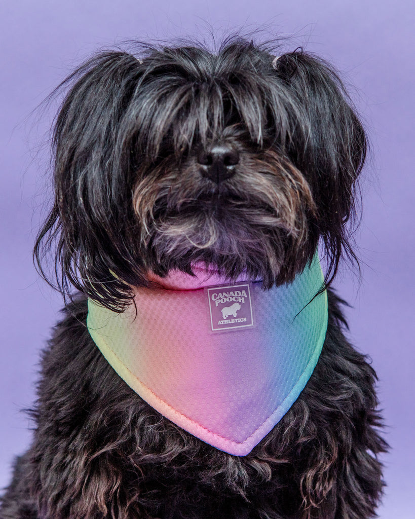 Chill Seeker Cooling Dog Bandana in Rainbow << CLEARANCE >> Wear CANADA POOCH   