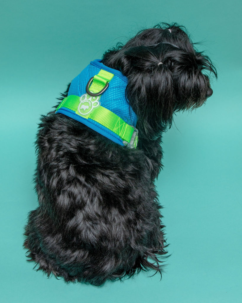 Chill Seeker Cooling Dog Harness in Blue and Green << CLEARANCE >> WALK CANADA POOCH   