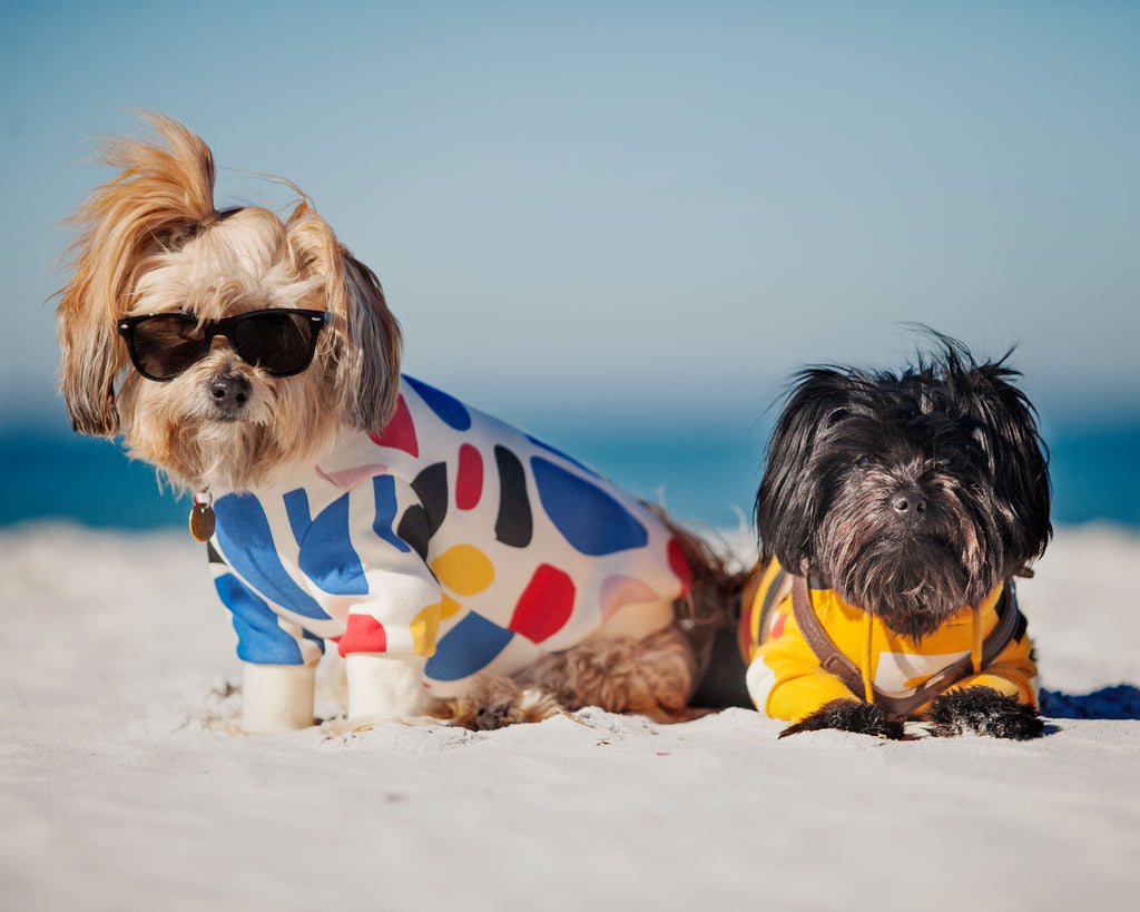 C1 Colorful Design Dog Sweatshirt in Ivory Wear HUTS & BAY   