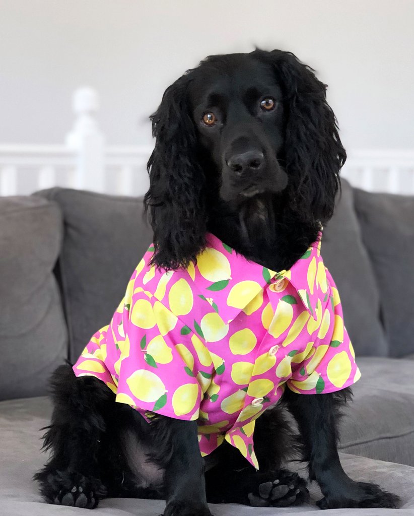 DOG THREADS | Lemons BBQ Shirt Apparel Dog Threads   