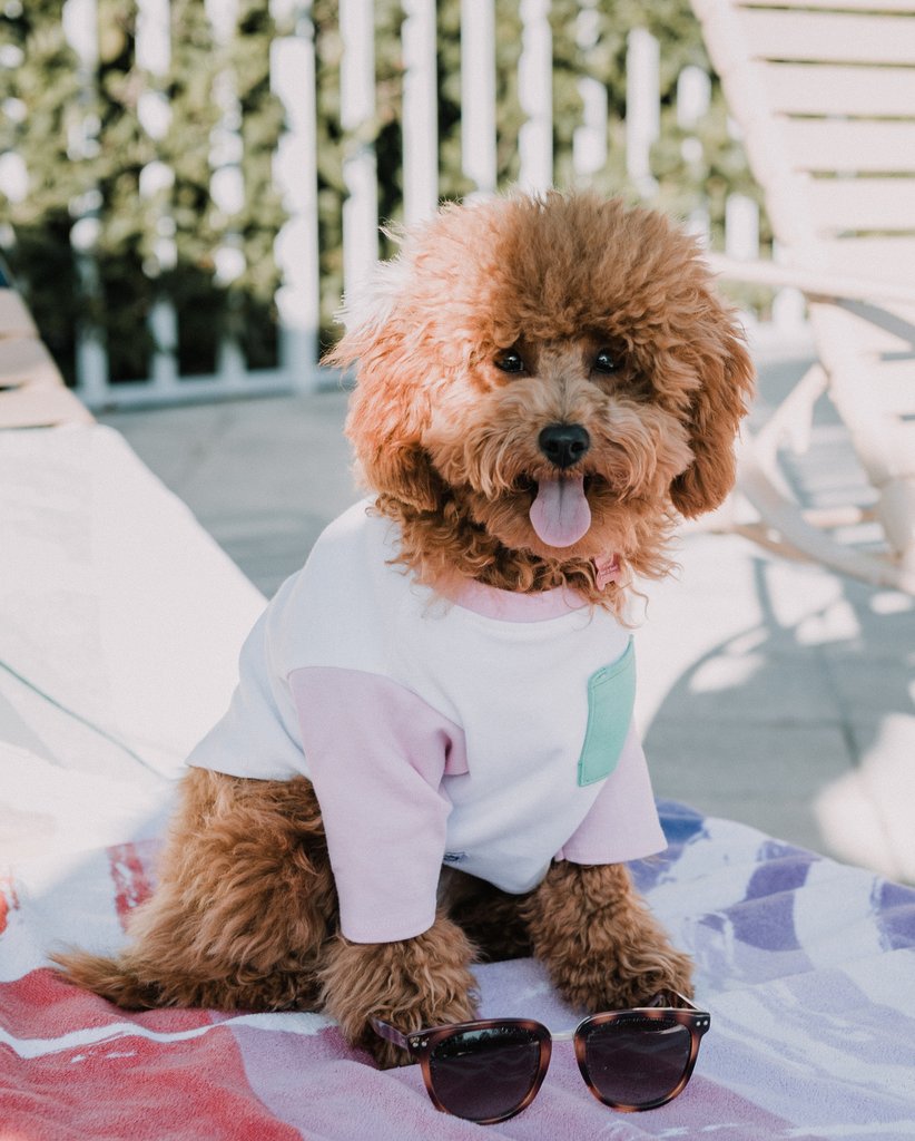 DOG THREADS | OMG Pocket Tee Apparel Dog Threads   