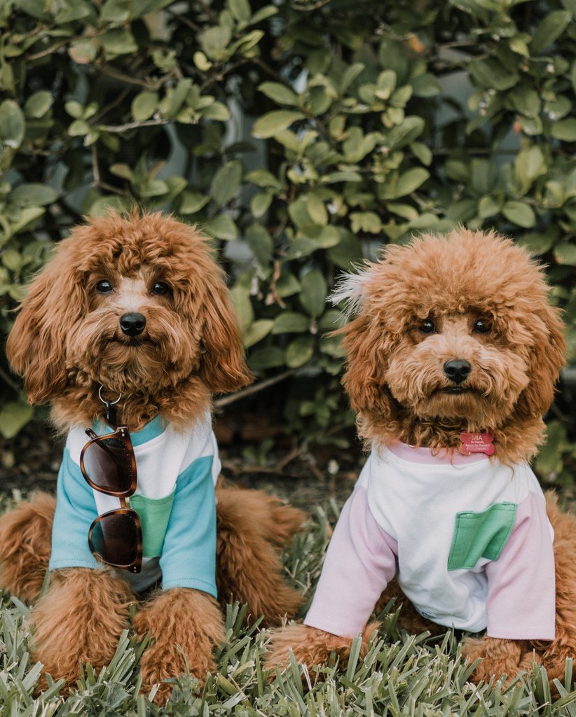 DOG THREADS | OMG Pocket Tee Apparel Dog Threads   