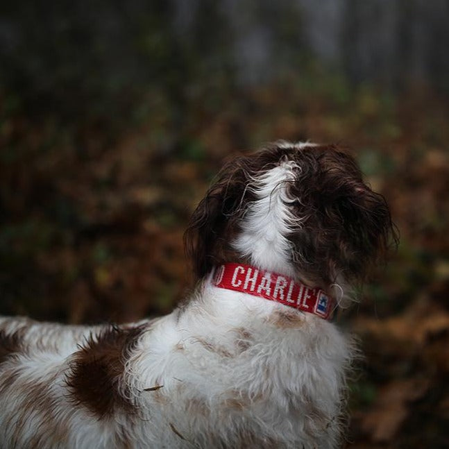 Trip Dog Collar in Red (FINAL SALE) WALK CHARLIE'S BACKYARD   