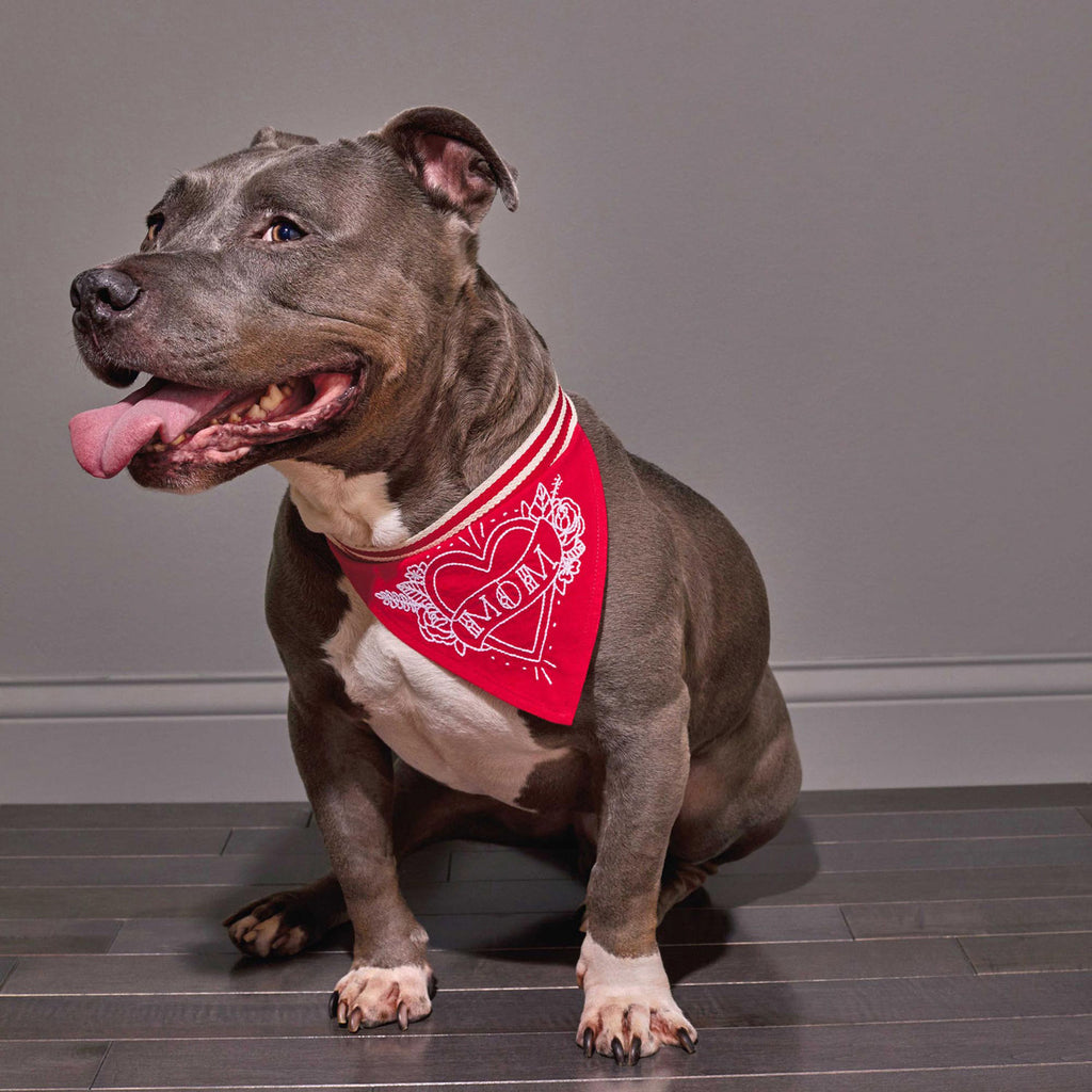 Easy tiger dog bandana shop