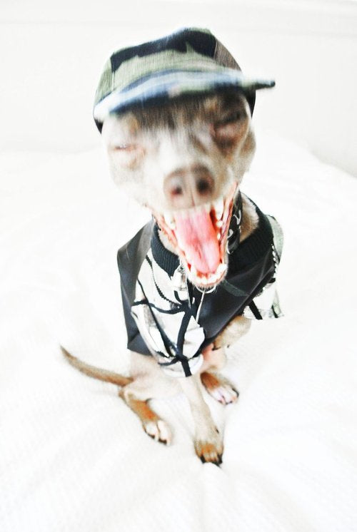 EYE OF DOG | Cool Cap in Camo Accessories EYE OF DOG   