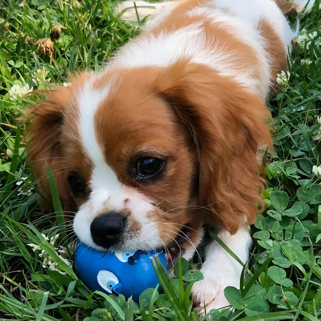 Squeaky Egg Dog Toy Play LANCO TOYS   