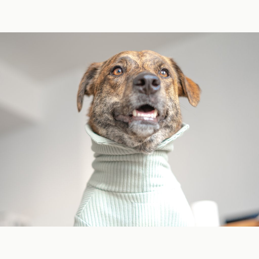 High Neck Dog Tee in Sage Green (FINAL SALE) Wear THE FURRY FOLKS   