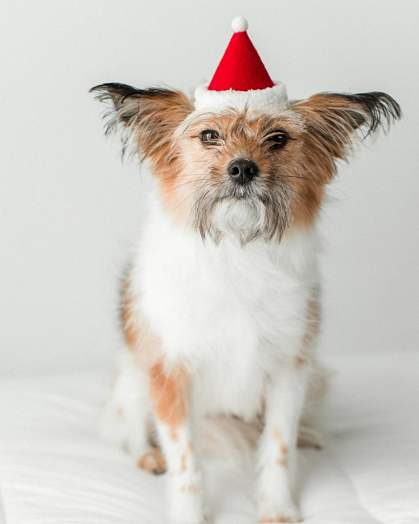 Santa Holiday Hat for Dogs & Cats (Made in the USA) Wear MODERN BEAST   