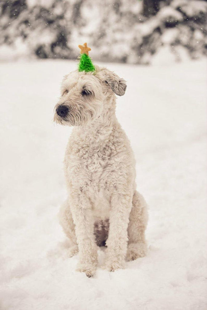 Christmas Tree Hat for Dogs & Cats Wear BUSTER'S PARTY SHOP   