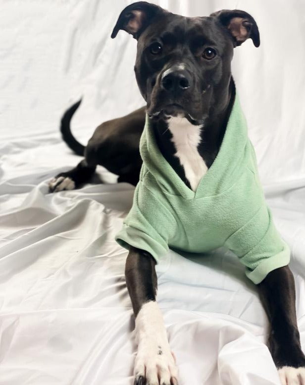 The Basics Dog Hoodie in Summer Seafoam (Made in the USA) << CLEARANCE >> Wear MIA & CO.   