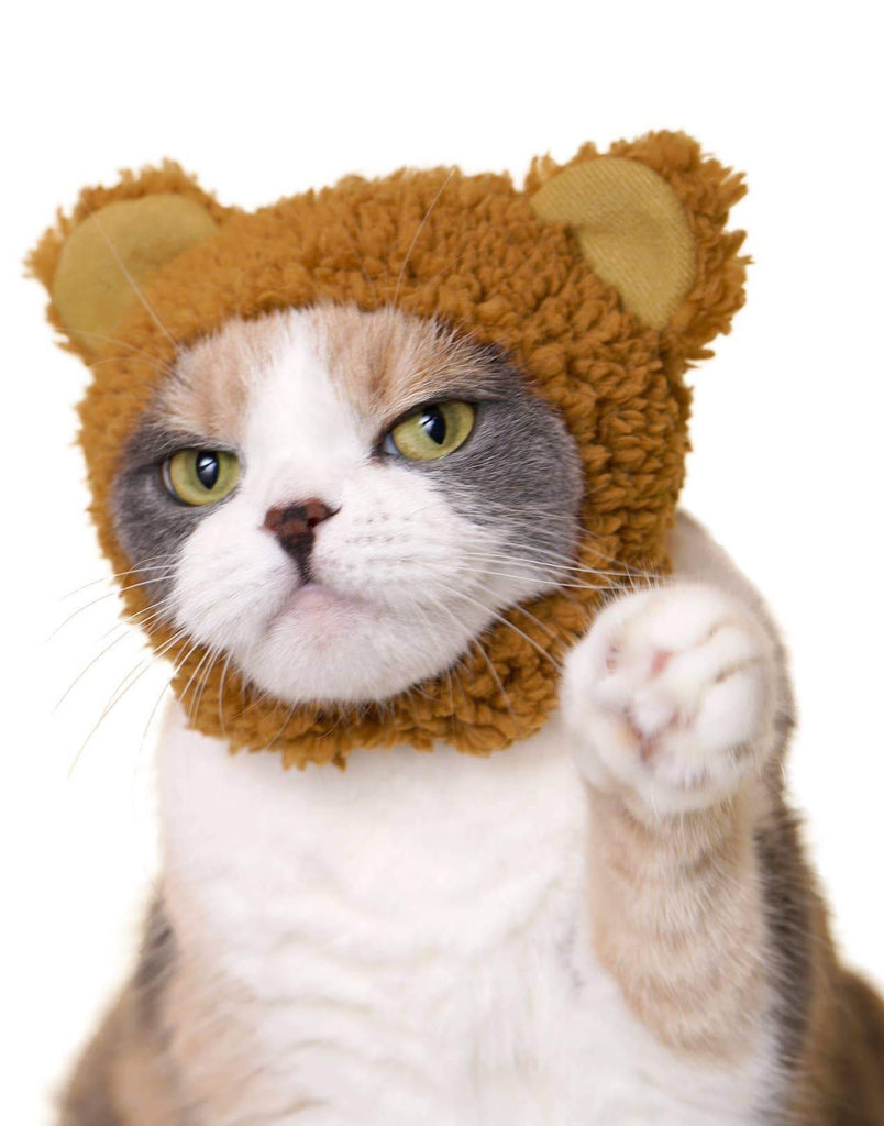 Bear Cap for Cats (Surprise Box) CAT KITAN CLUB   