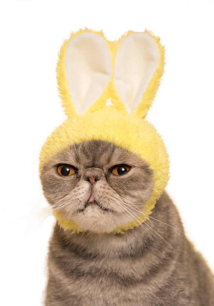Rabbit Cap for Cats (Surprise Box) CAT KITAN CLUB   