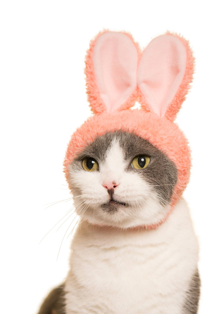 Rabbit Cap for Cats (Surprise Box) CAT KITAN CLUB   