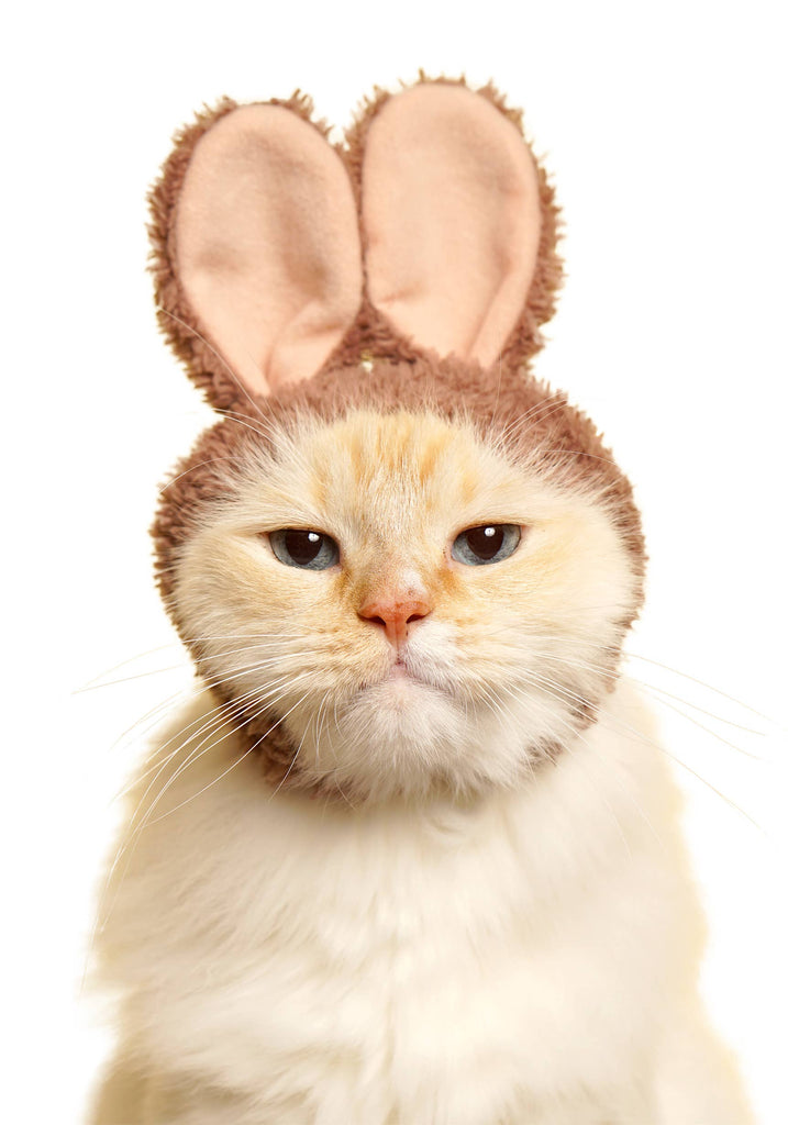 Rabbit Cap for Cats (Surprise Box) CAT KITAN CLUB   