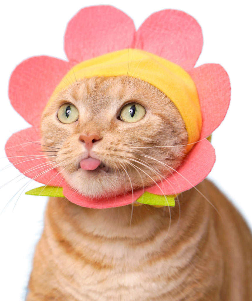 Flower Cap for Cats (Surprise Box) CAT KITAN CLUB   